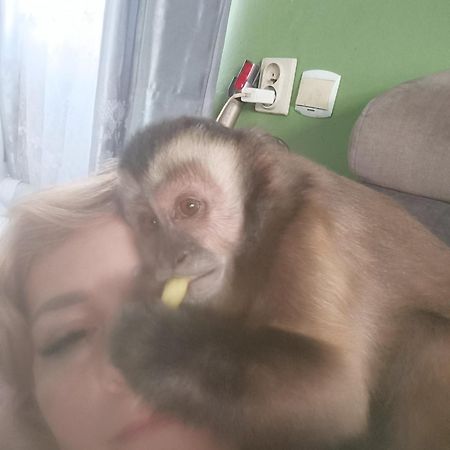 Uroczy Apartament クラクフ エクステリア 写真